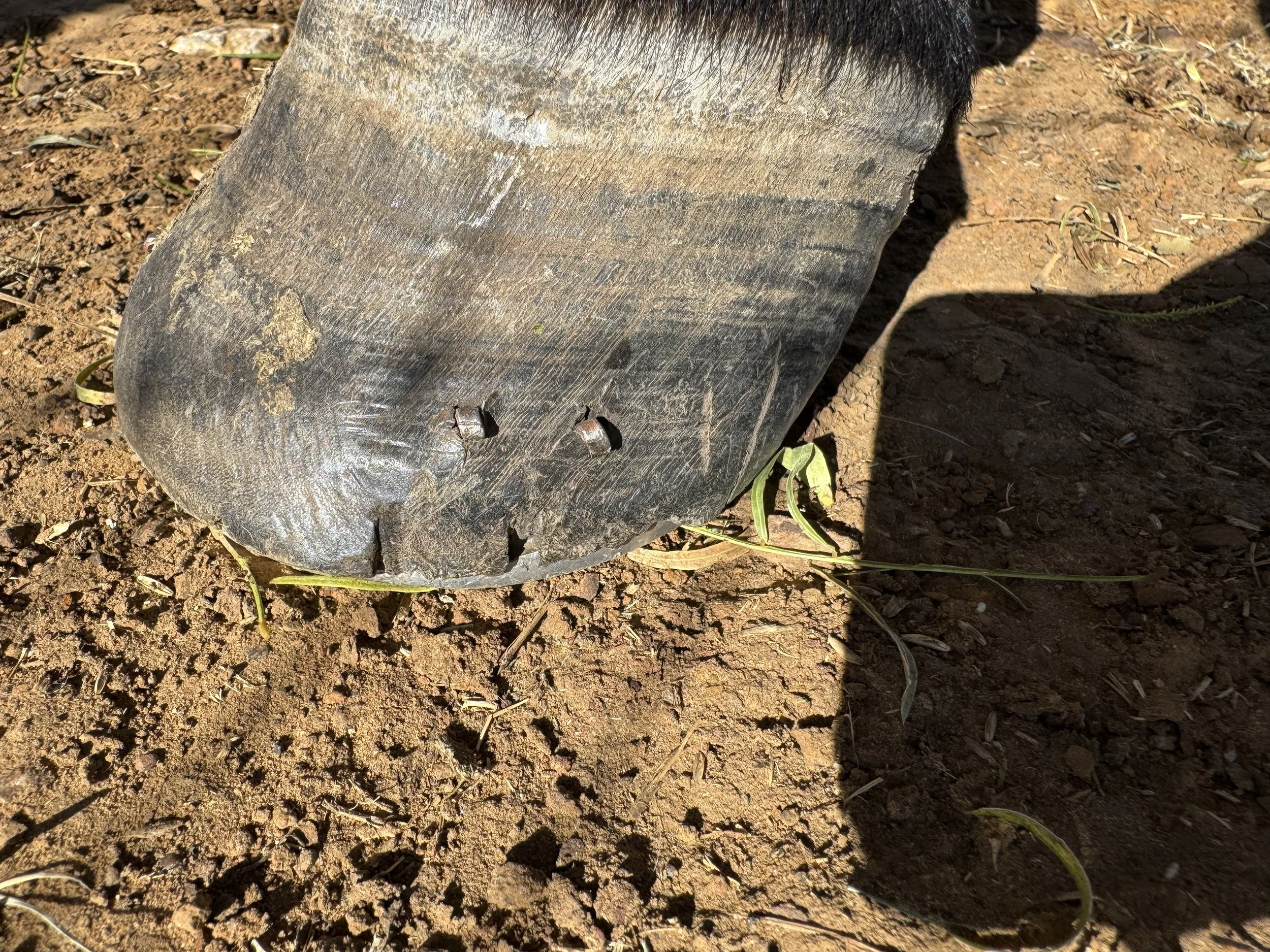 Front left hoof "before"