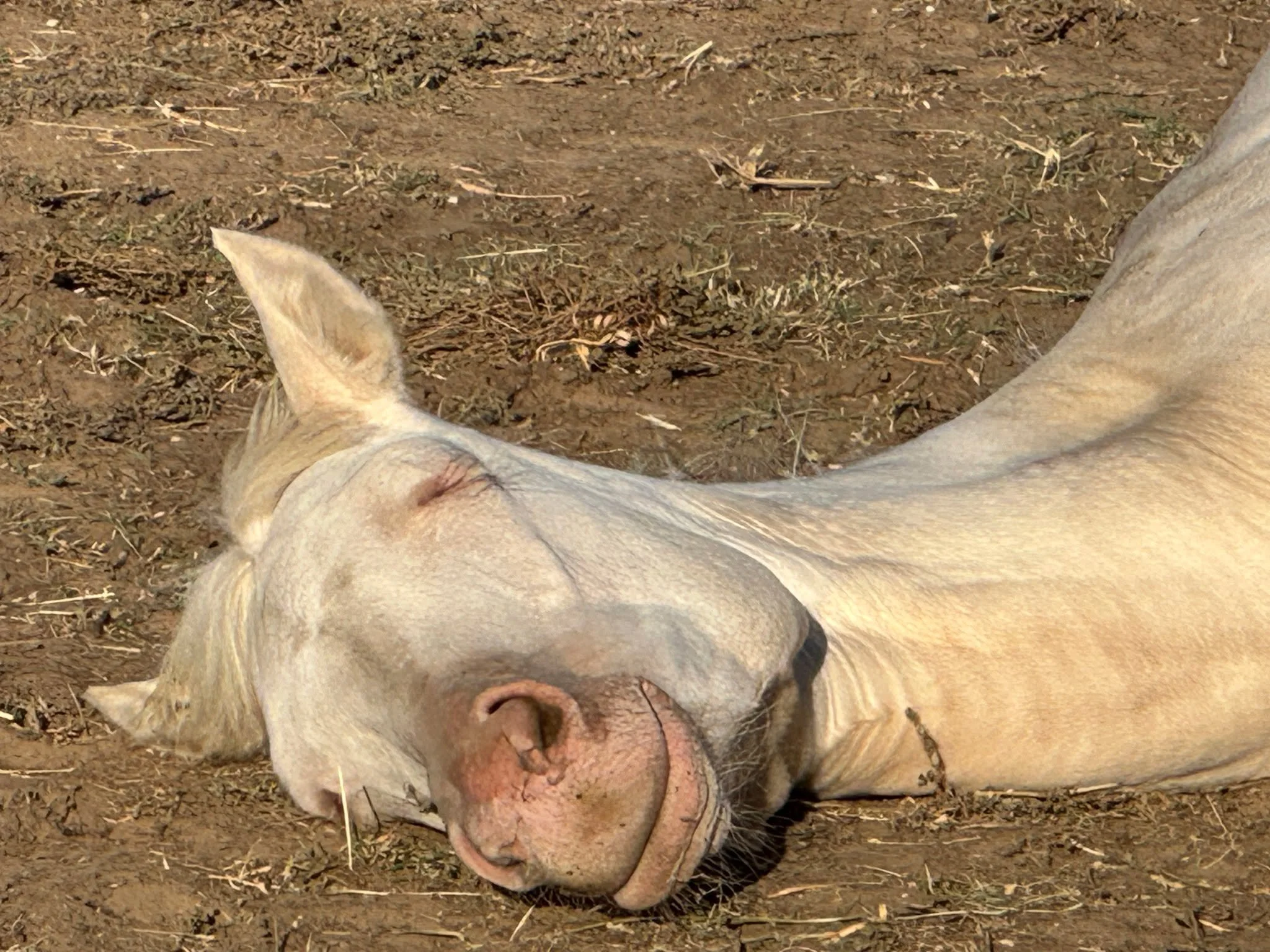 Bee’s first week at Equine Obsession just keeps getting better. ๐
We’ve been hitting the trails with our new friends Donna and Copper — Copper’s a four-year-old gentleman of a gelding who’s made the perfect riding budd