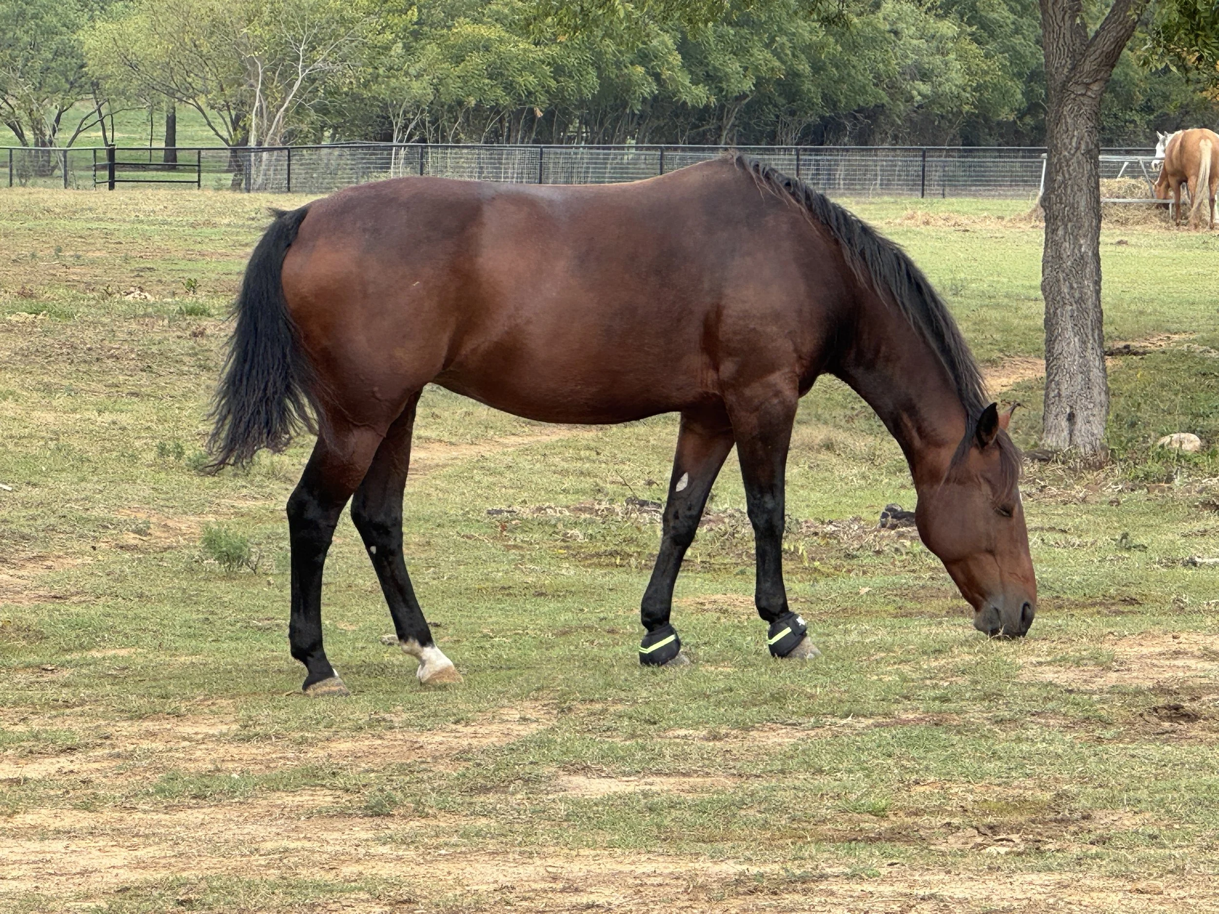 October 31, 2025: Saddle Soap, Awkward Moments, and Official Paperwork