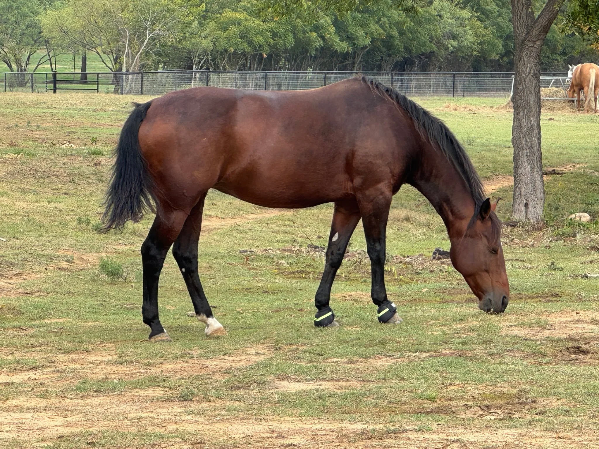 This might just be the cleanest Weekly Buzz with Bee yet! ๐งฝ๐ด
Between scrubbing saddles, learning a few things about mare hygiene (yep, that’s a thing), and cleaning up Bee’s Paint Horse paperwork, we covered a lot of ground… and