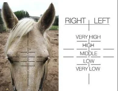 This week&rsquo;s Weekly Buzz with Bee is all about horse whorls &mdash; those little swirls of hair that might actually say something about a horse&rsquo;s personality. 🌀  Who knew?

Bee&rsquo;s got a few, of course, and each one tells a story.

👉