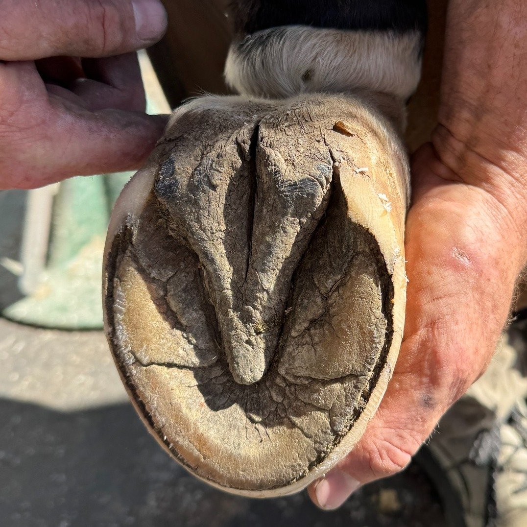 If you&rsquo;ve ever picked up your horse&rsquo;s hoof and found a mysterious flap hanging off, this week&rsquo;s Weekly Buzz with Bee is for you. 🐸

Bee shed her frog (yes, that&rsquo;s really what it&rsquo;s called), and I panicked&hellip; until I