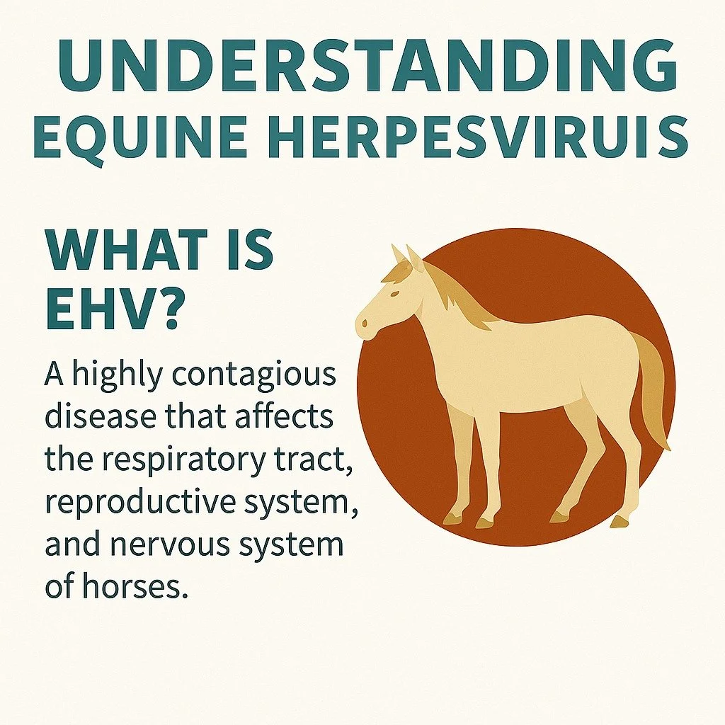 Hats or helmets? This week&rsquo;s barn observation had me rethinking everything I put on my head. What started as a simple observation turned into a deep dive on rider safety, headgear culture, and why some folks swear by the ball cap life.

But the