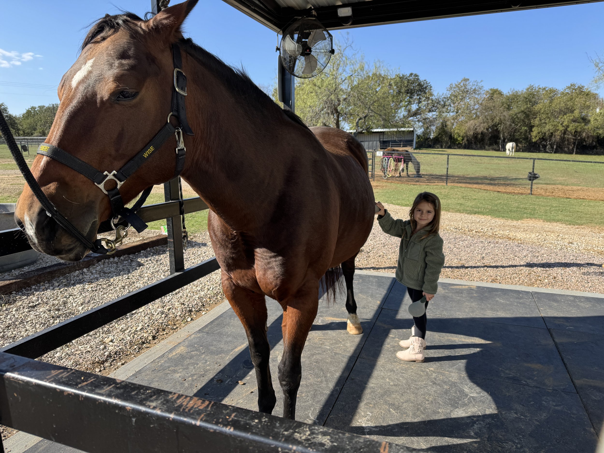 Professional horse polisher reporting for duty.