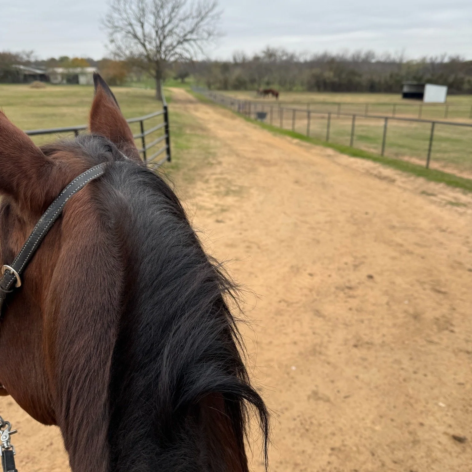 This week&rsquo;s Weekly Buzz with Bee is all about a perfectly normal lane, a mare with very strong opinions, and the lessons that show up when progress comes one stubborn step at a time. If you have ever negotiated with a horse, this one&rsquo;s fo