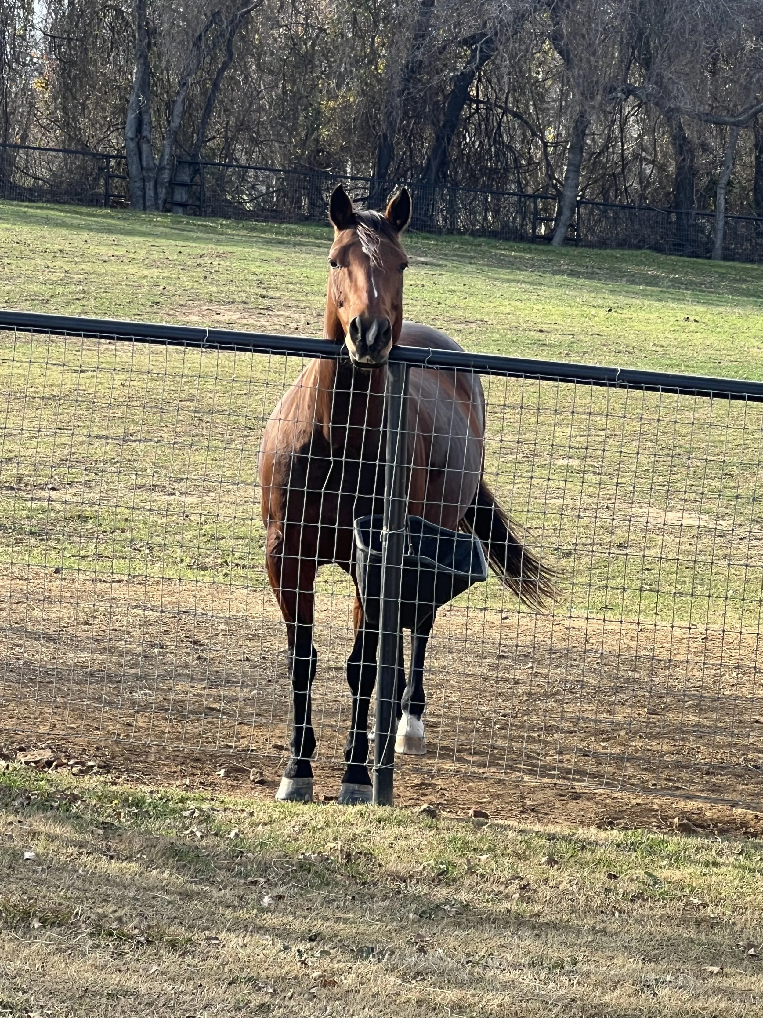 December 26, 2025: Christmas at the Barn