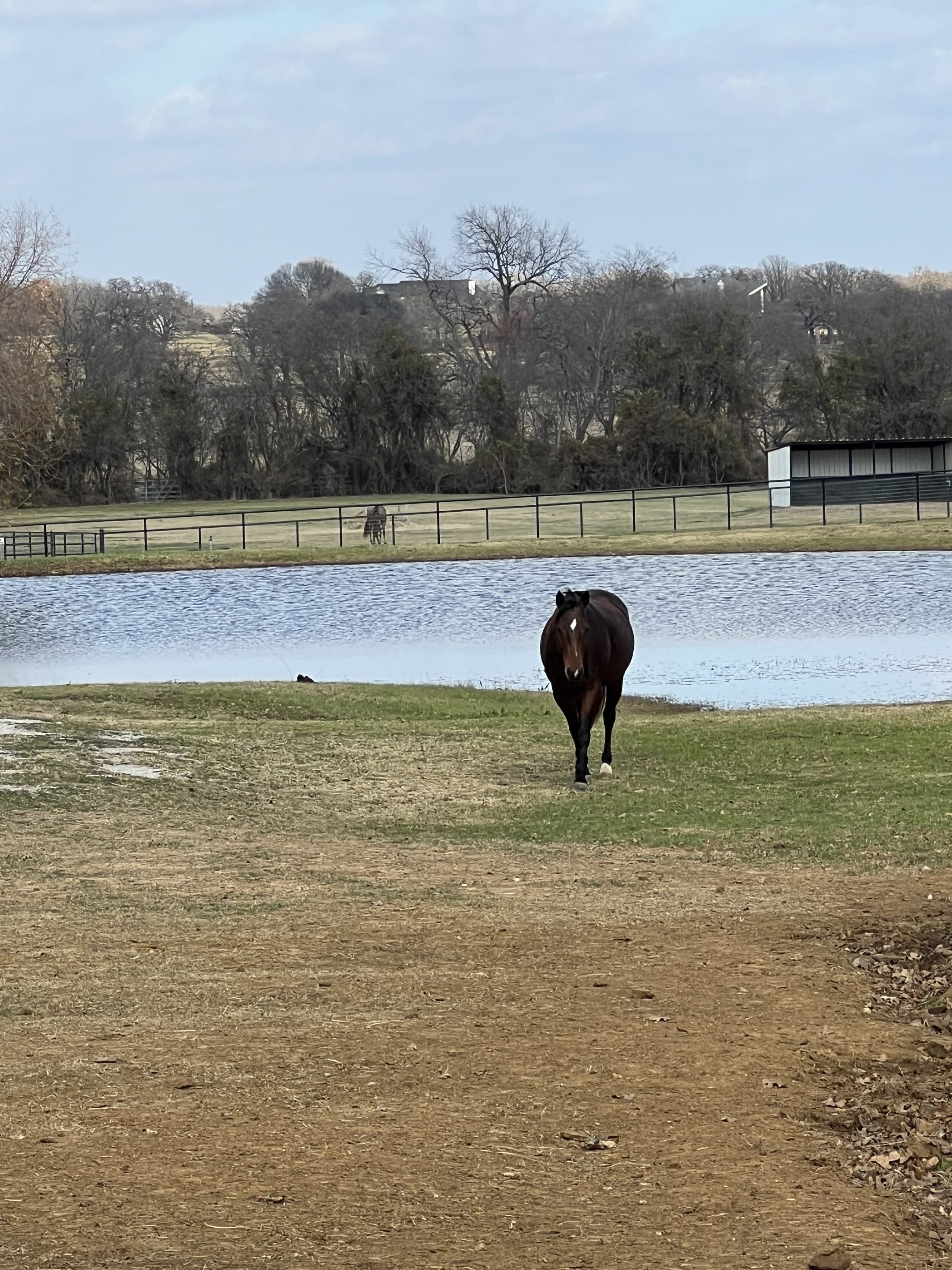 January 2, 2026: A New Year, Same Horse