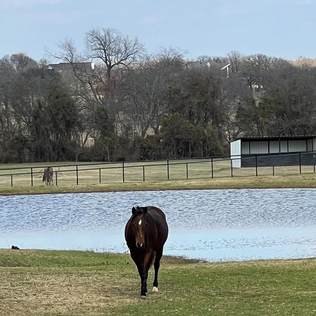 New year. New goals. Same horse.

This week&rsquo;s Weekly Buzz with Bee is all about resetting expectations, setting better goals, and remembering that progress with horses rarely comes in big dramatic moments. It comes in small wins, patience, and 