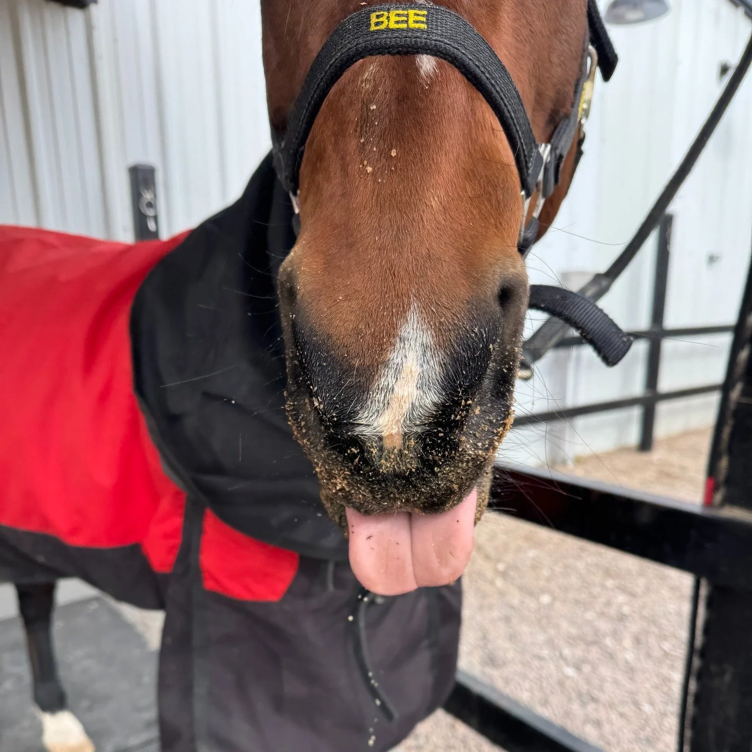 Bee had a week. 🐴

A pedicure with growing pains, a couple days of meds, winter hydration negotiations, a blanket casualty, and the first two training sessions that reminded us learning never stops. There were opinions. Many of them.

This week&rsqu
