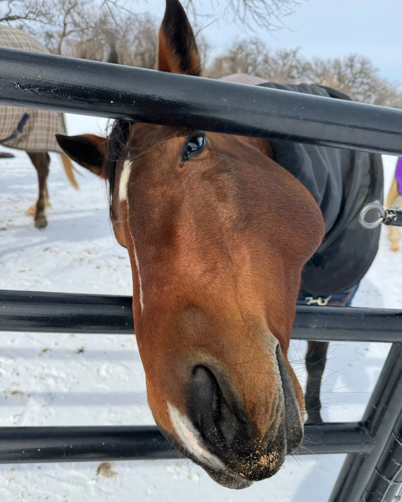 Bee had a week. 🐴❄️

A sudden drop from the 50s to single digits, icy rain, frozen roads, and plenty of worried messages asking how she was doing. Bee is here to report that she is warm, fed, hydrated, and very much herself.

This week&rsquo;s Weekl