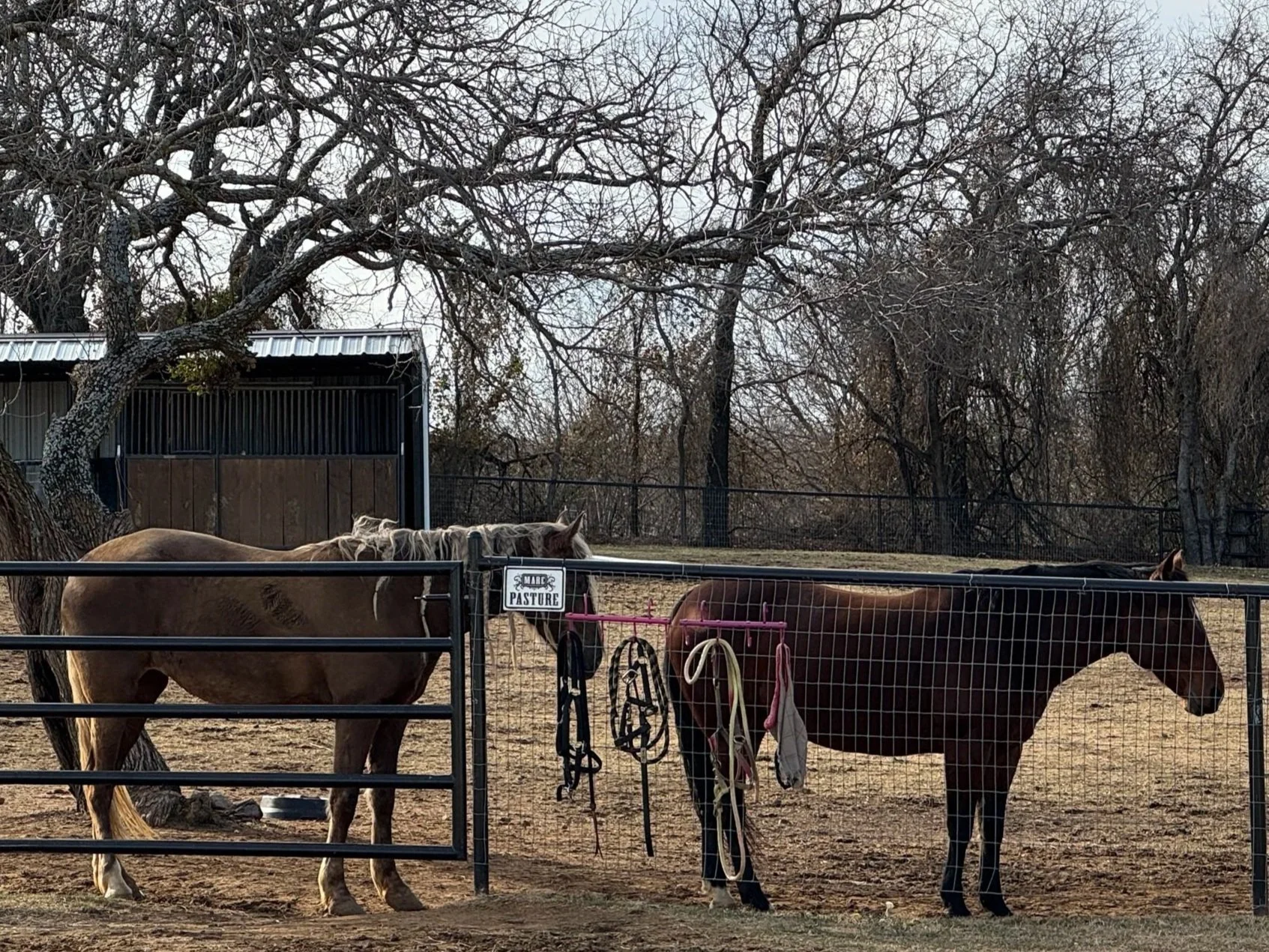 You can see the height difference here looking at Bee's leg height compared to Judy.  Like mother like daughter I guess? 
