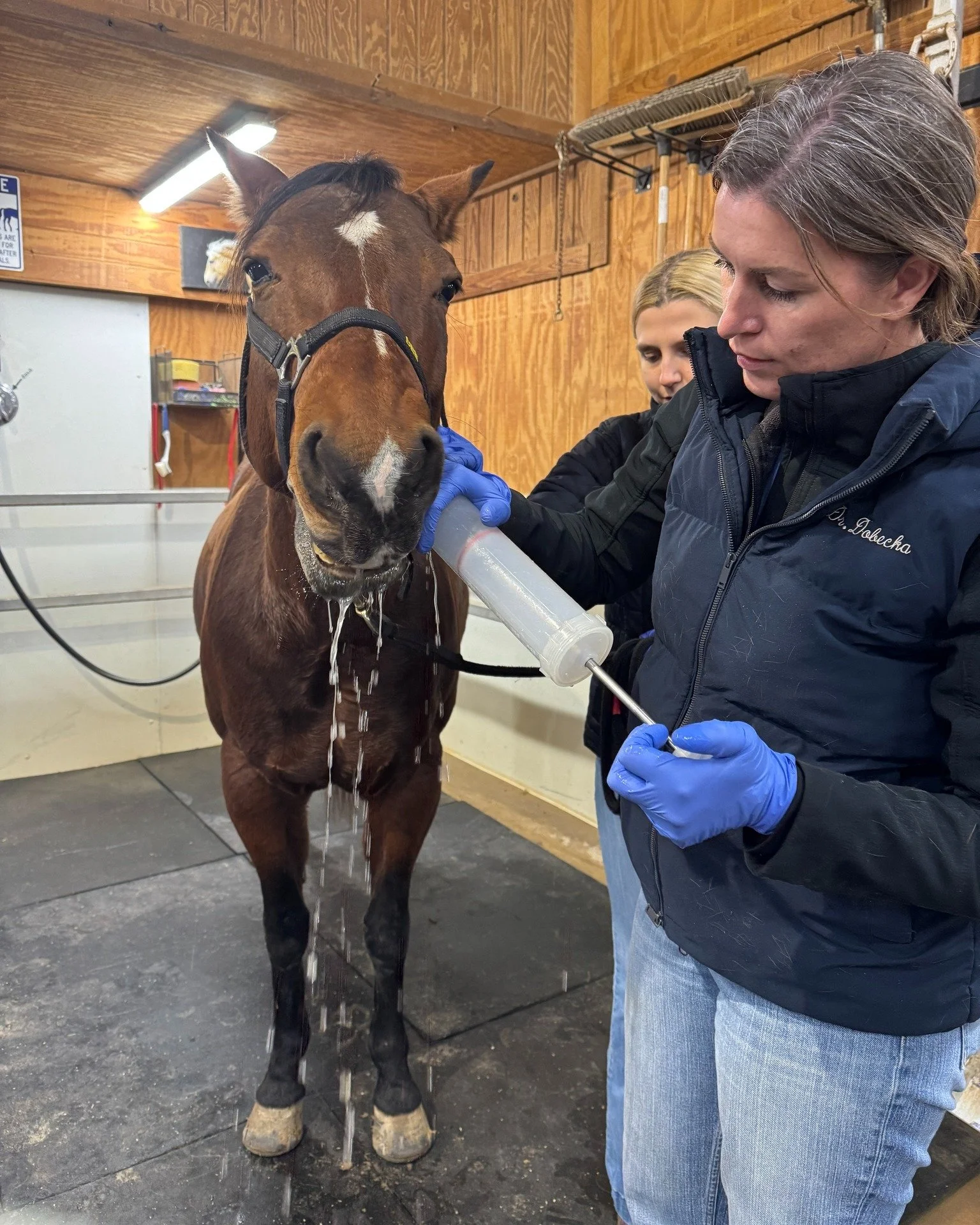 Needles. Teeth. A speculum that looks like it came from medieval times.

This week was Bee&rsquo;s annual exam, complete with vaccinations and a dental that reminded me just how important equine oral health really is. Horses&rsquo; teeth continuously