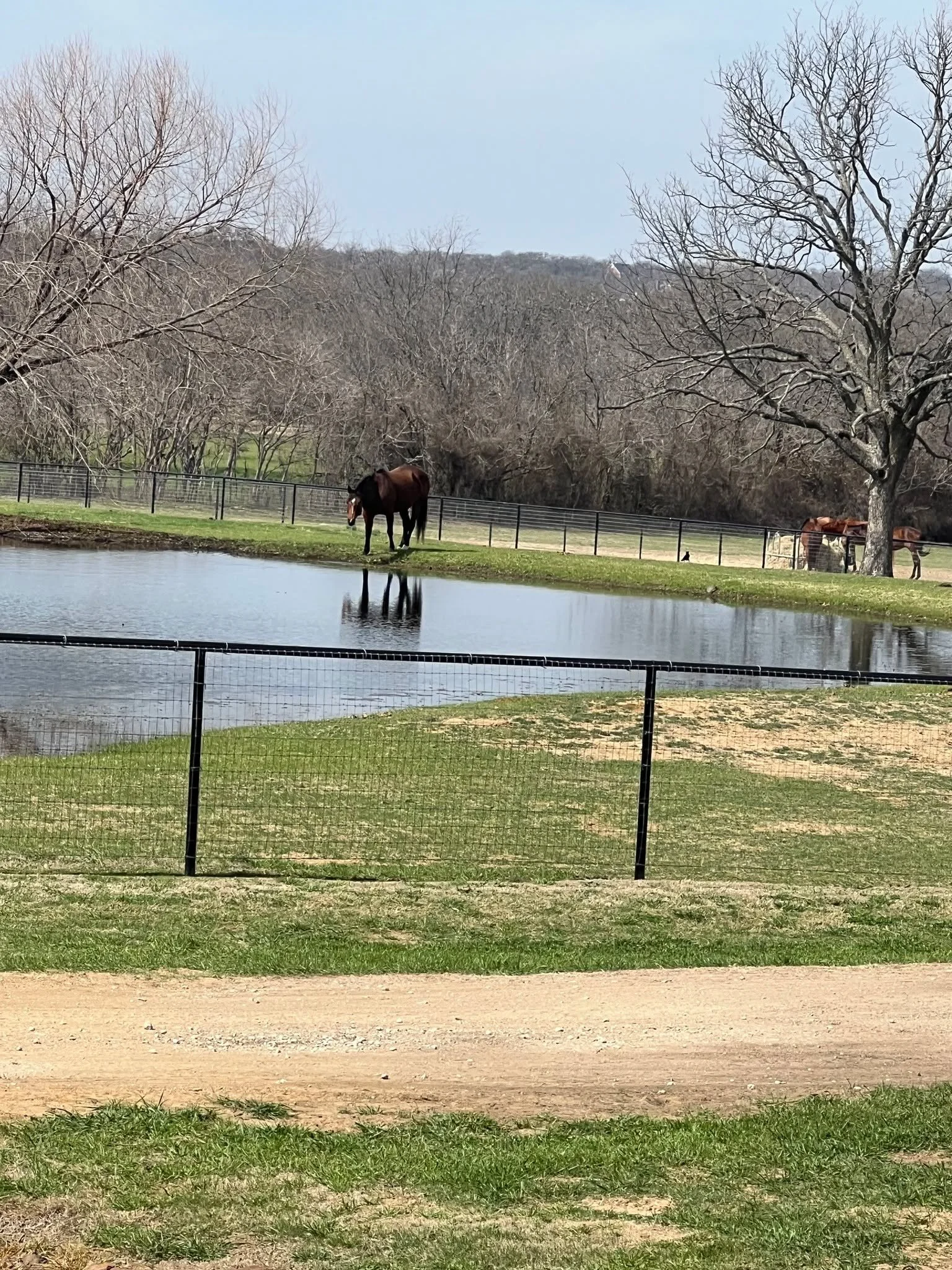 I left town for the weekend.

Bee stayed home. She was completely fine.

Thanks to a steady stream of photo updates from my barn friend Connie, I got to see her grazing, relaxing&hellip; and drinking from the pond. Yes, the pond. Apparently the spark