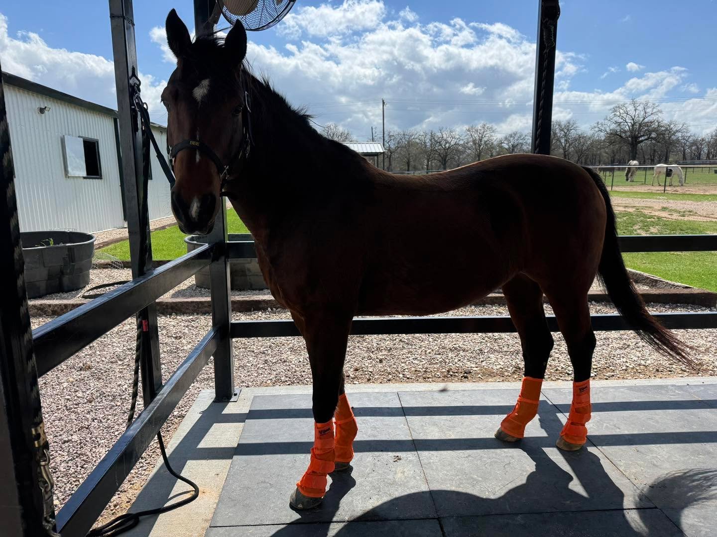 After I hit the ground, the advice hit just as fast.

Sell her.
Keep her.
Get a different horse.
Lease her out and move on.

I listened. I prayed. I thought long and hard.

This week&rsquo;s Weekly Buzz is about the decision I&rsquo;ve made for Bee, 