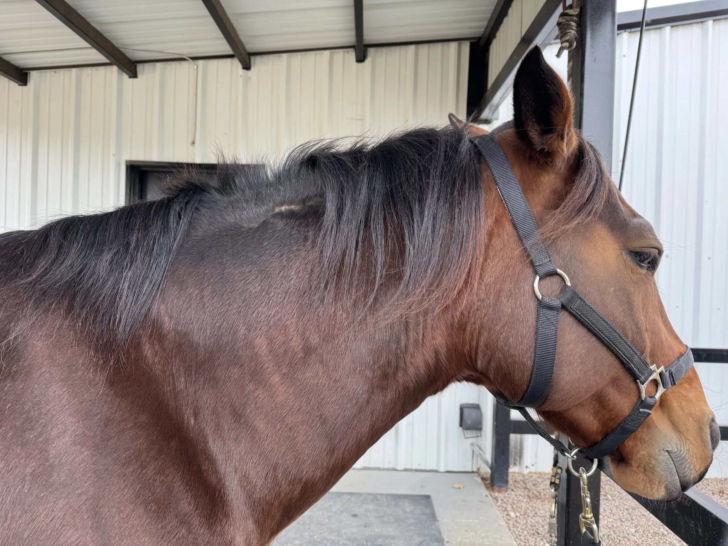 March 20, 2026: Bath Time, Clippers, and Real-Life Horse Hair