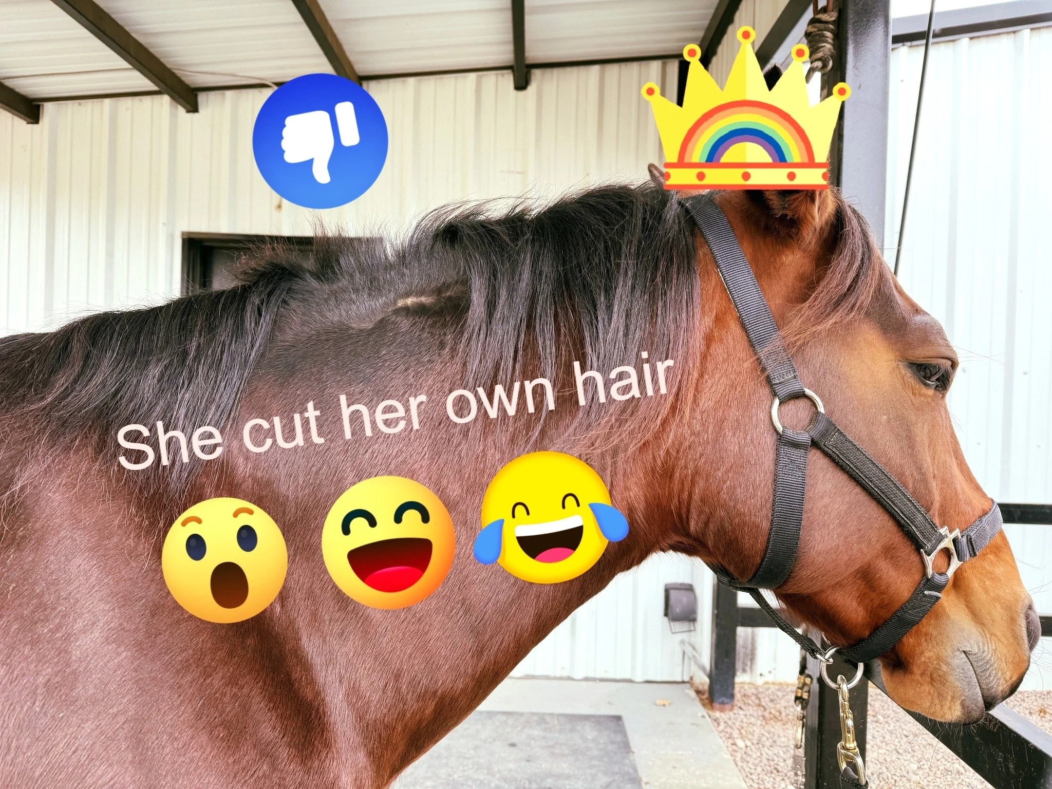 How often should you really bathe a horse?

This week&rsquo;s Weekly Buzz dives into bathing basics, grooming routines, clipping decisions&hellip; and Bee&rsquo;s very strong personal opinions about hose placement.

Let&rsquo;s just say she enjoys sp