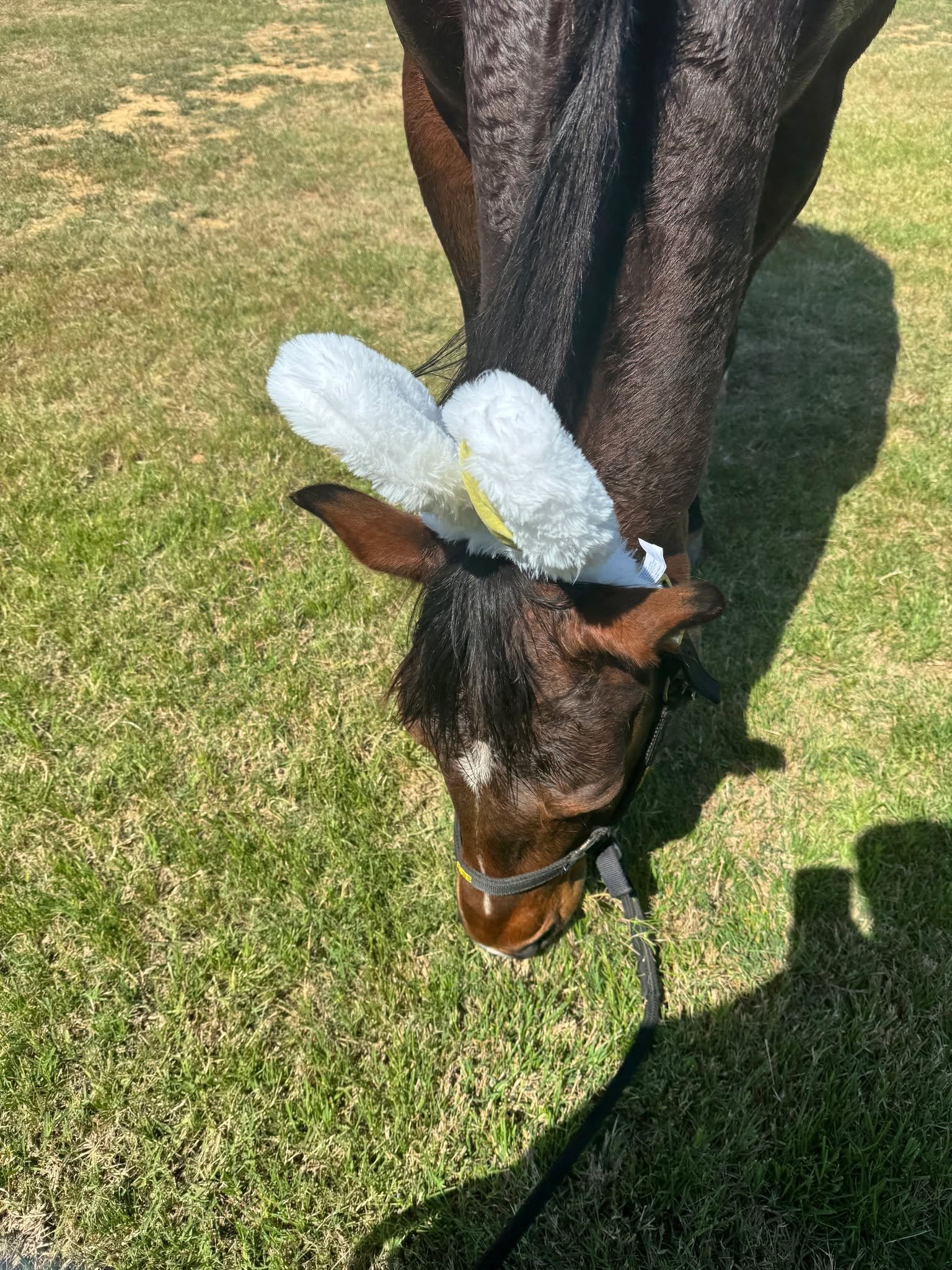 Bee here. Easter Bunny in the pic. Did it fool you? Sarah&hellip; not so much.

I&rsquo;ve taken over the Weekly Buzz to report that I am doing very well in training&hellip;

&hellip;and that my mom is also now in training (he he), which feels necess