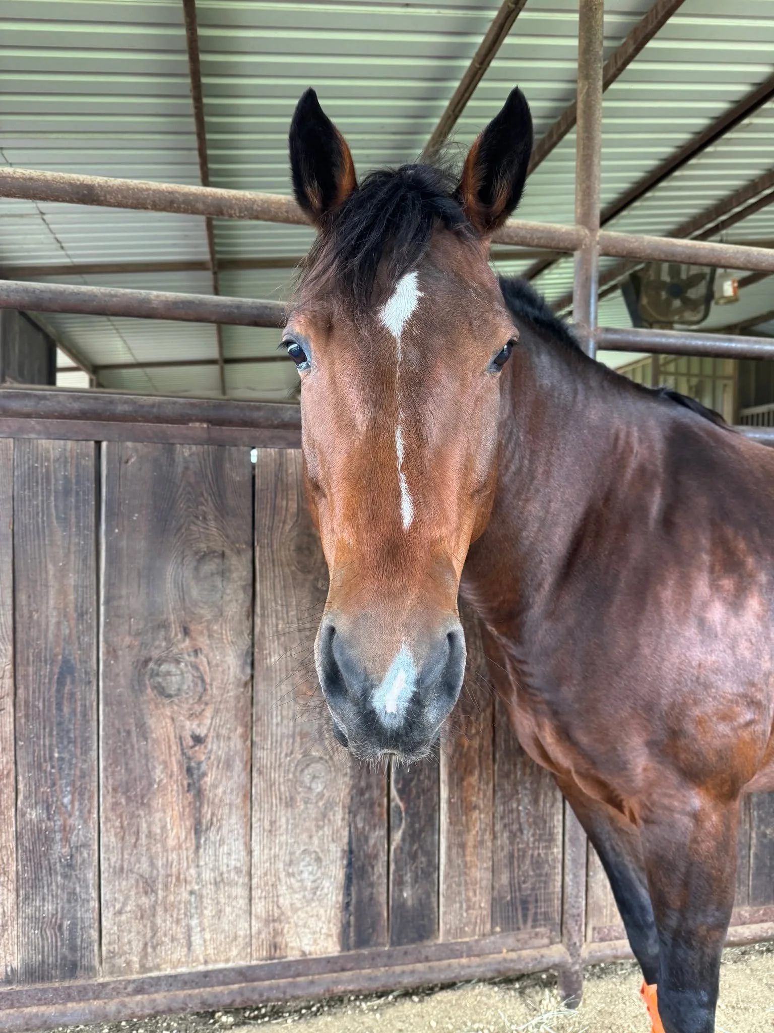 This week&rsquo;s Weekly Buzz answers a question I wrestled with recently.

Should I sell Bee?

My answer right now is no.

She&rsquo;s staying in training, I&rsquo;m staying in training, and we&rsquo;re both going to keep learning. This one is about