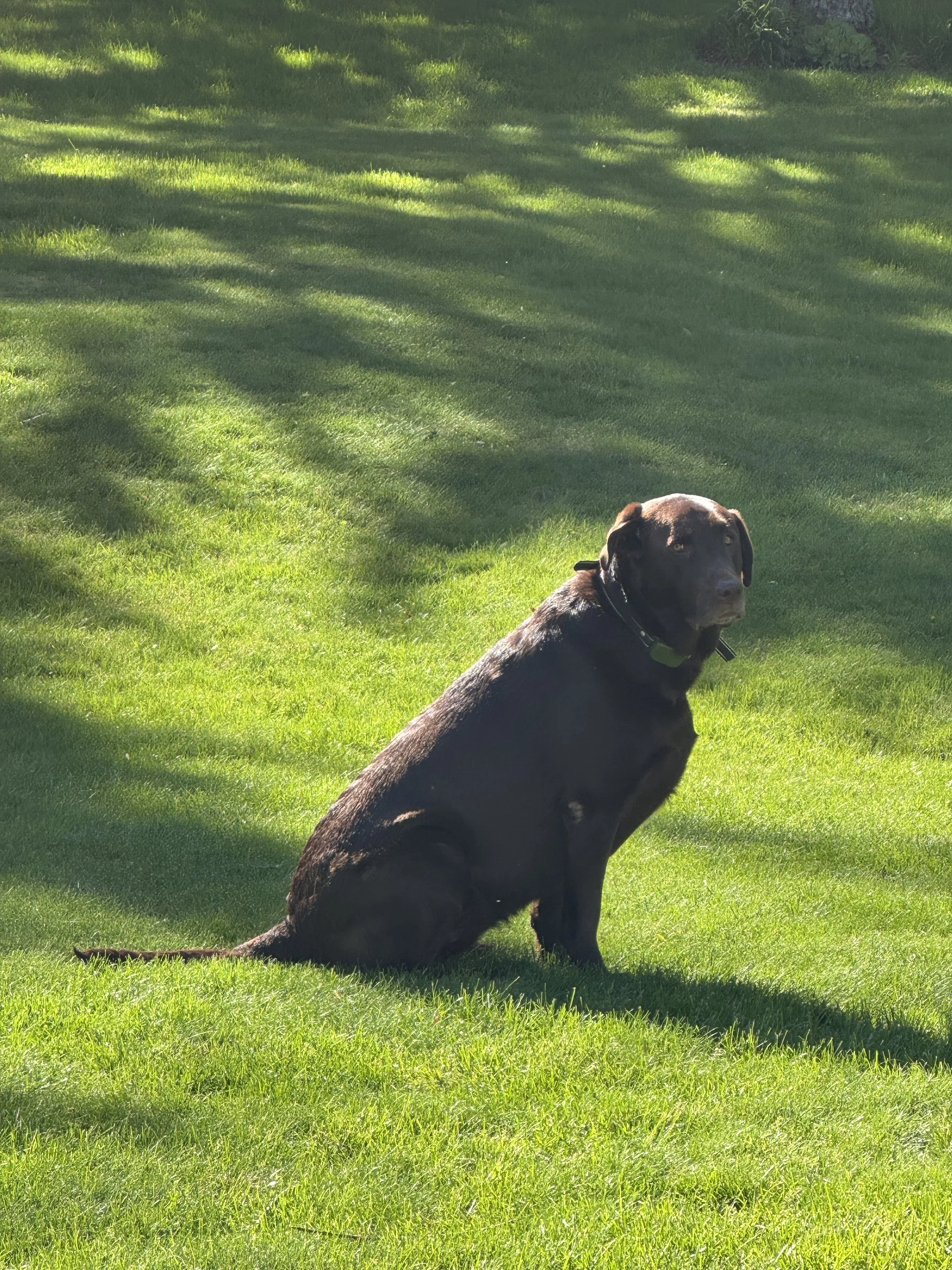 Inspecting the mowing lines.