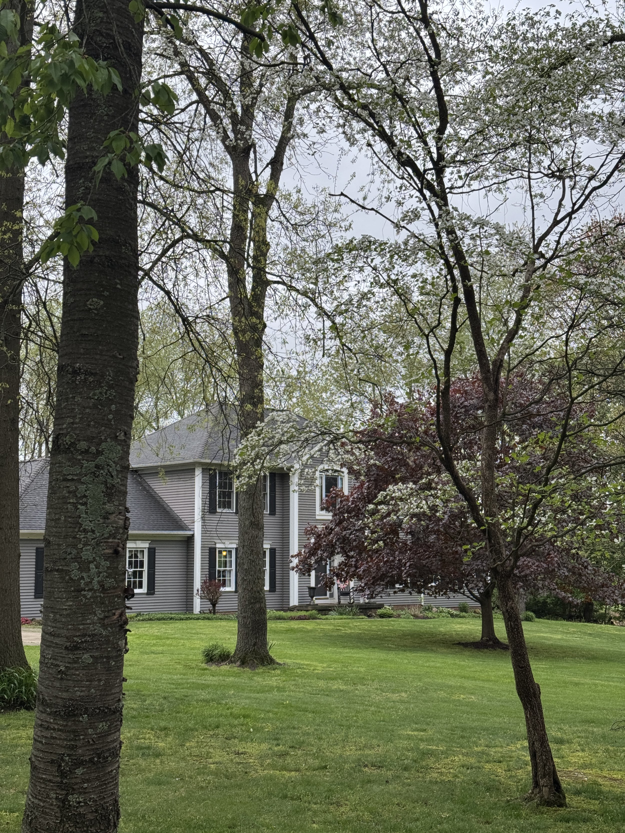 The dogwoods were in full bloom.