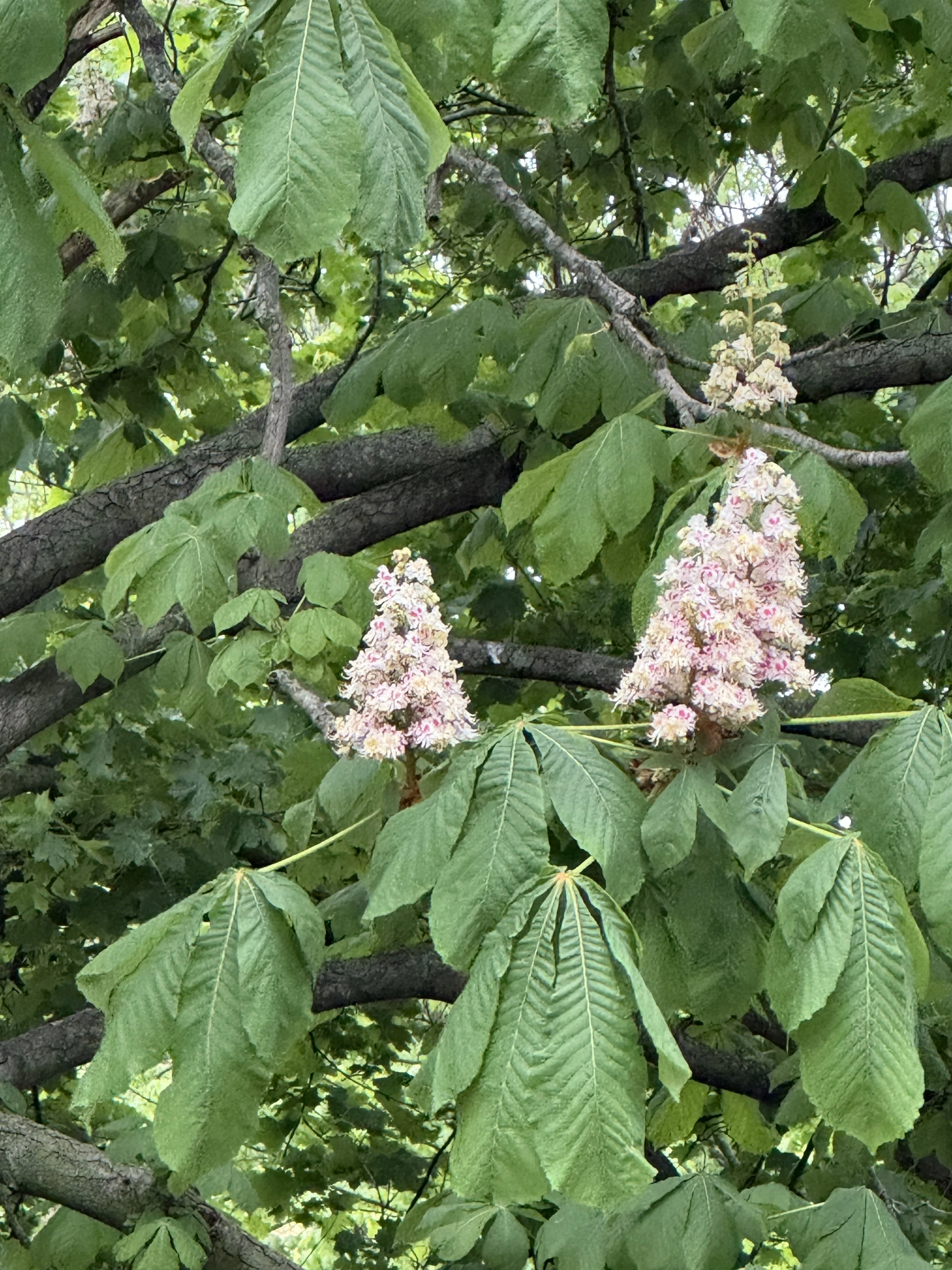 Who can name this kind of tree?