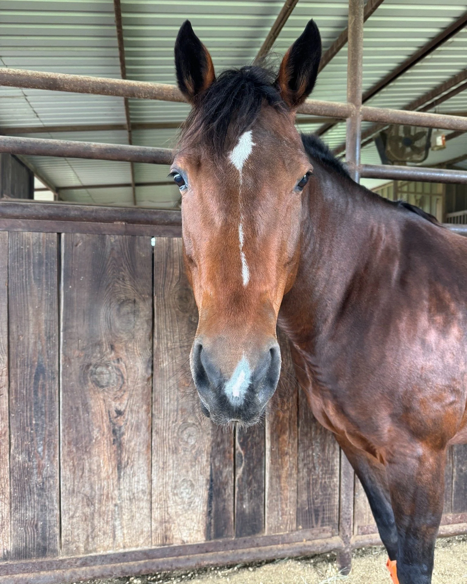 Last week I confidently announced I was keeping Bee.

This week I&rsquo;m sitting in uncertainty again.

Not because she&rsquo;s a bad horse. Quite the opposite actually. Bee is athletic, smart, sensitive, reactive, and incredibly capable. The harder