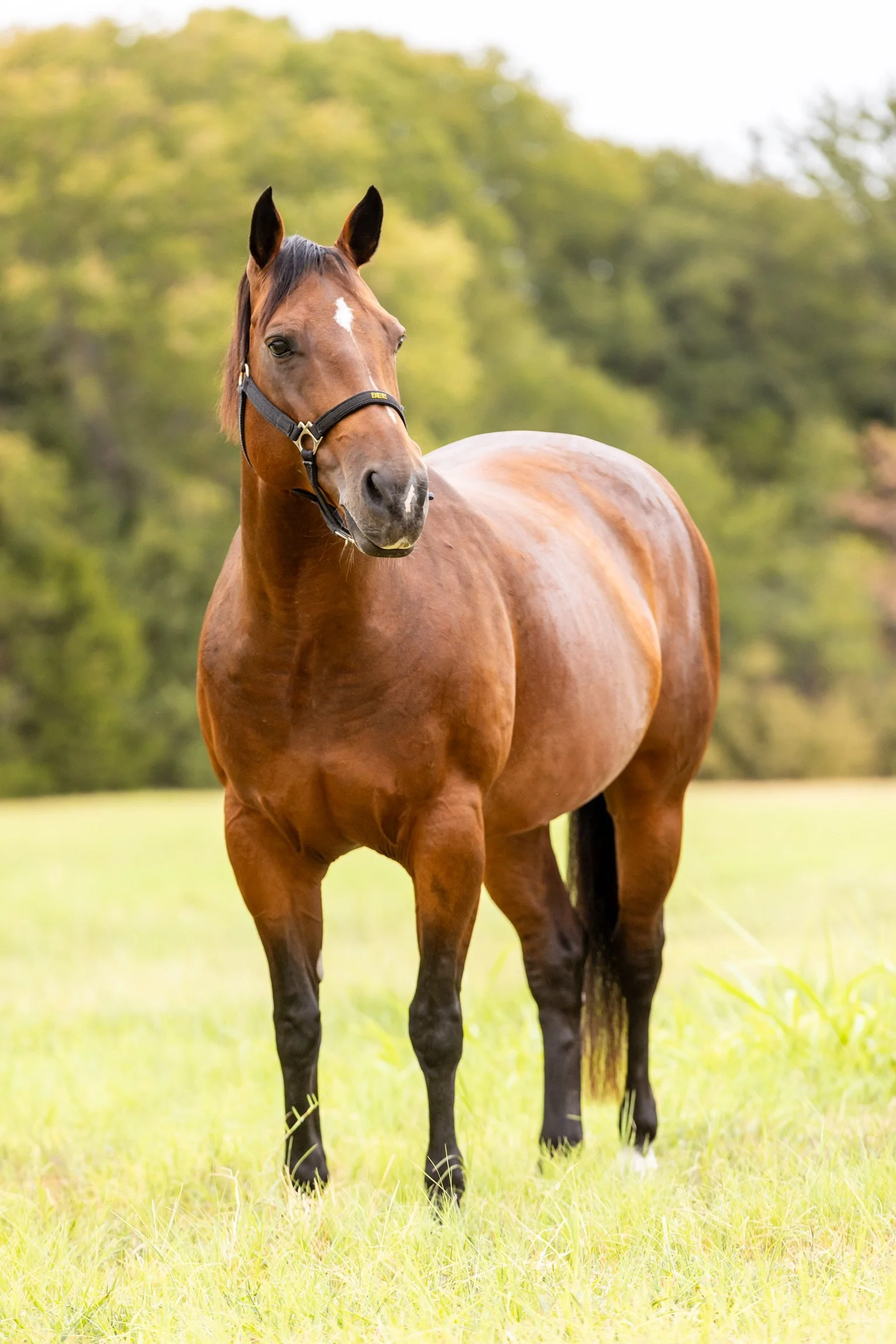 September 11, 2026: Grazing Muzzles, Hay Nets &amp; Bee’s Diet Plan