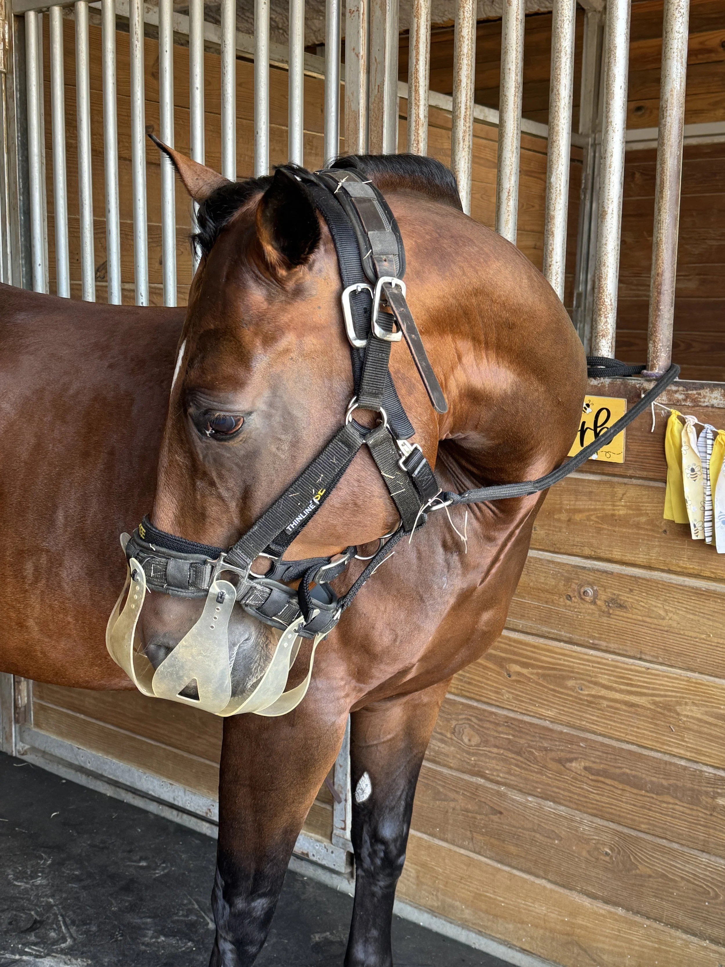 Brown horse wearing thinline grazing muzzle