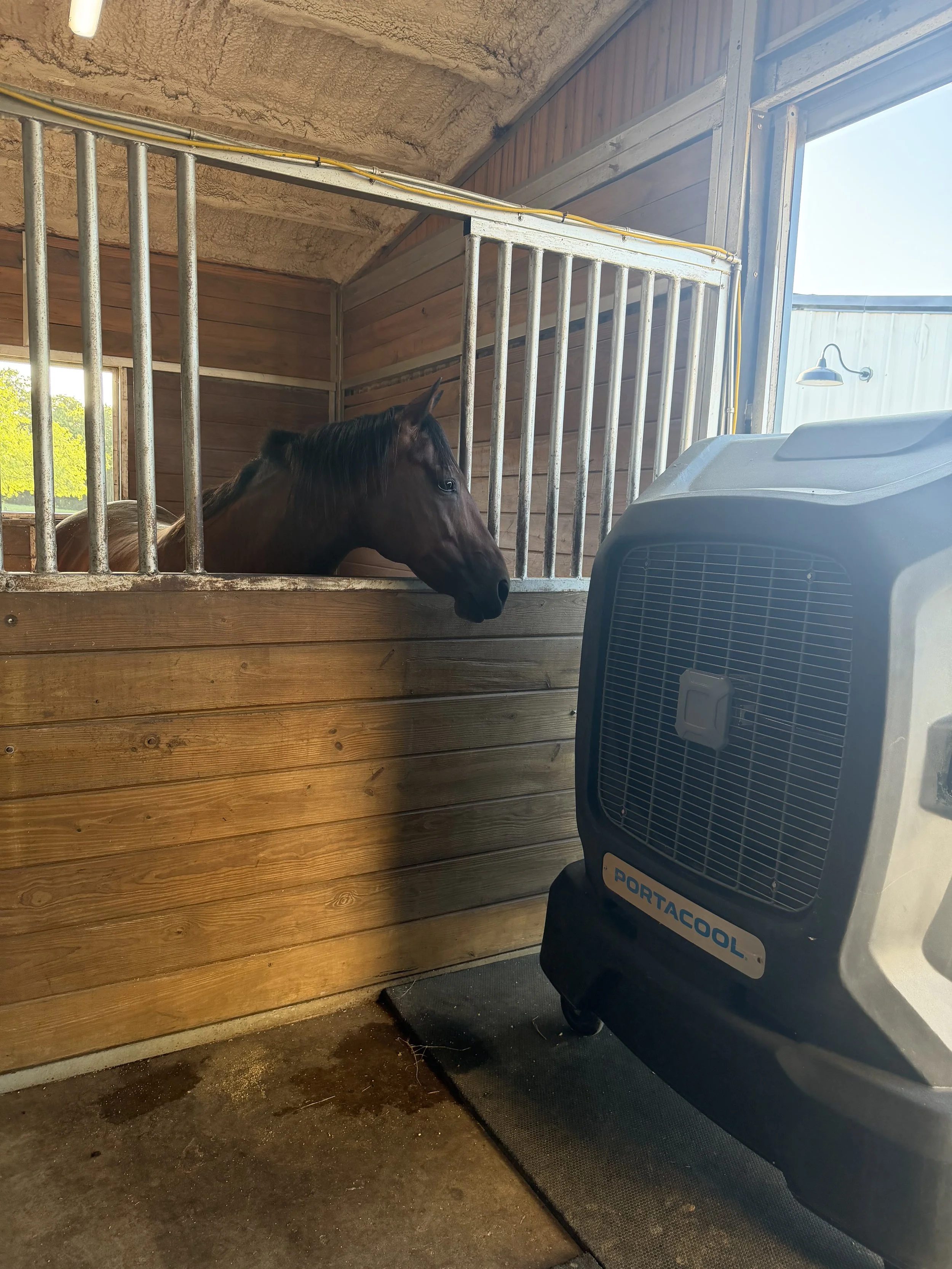 "She's rethinking her objection to stall horse life..."