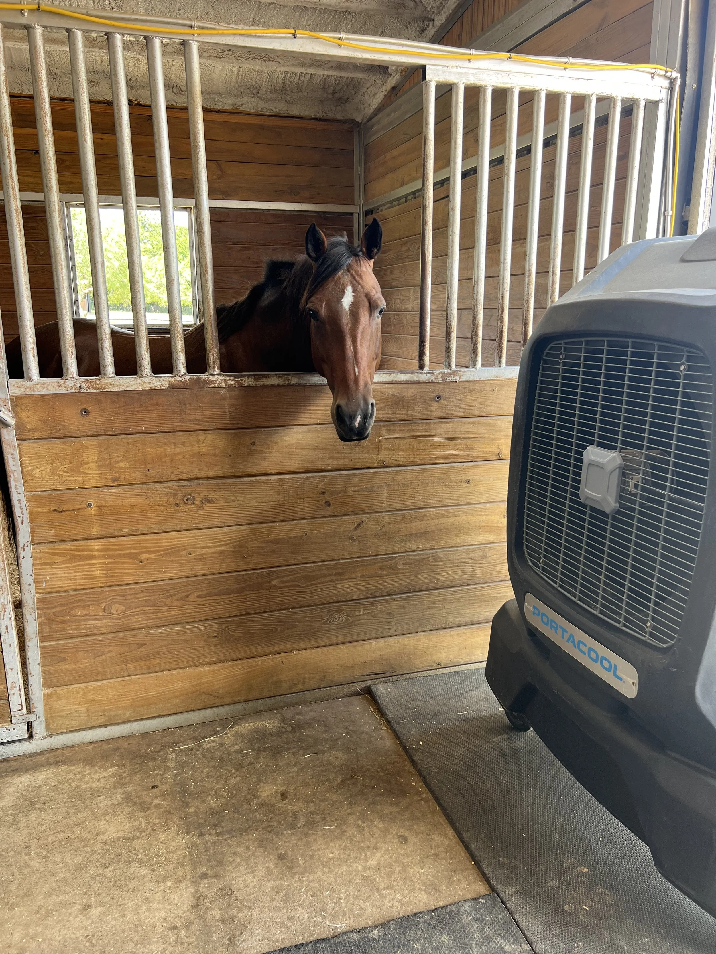 "Bee has decided the stall life is the life for her."