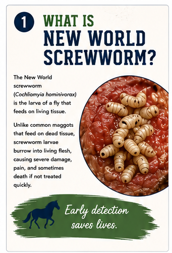 Infographic What Is New World Screwworm