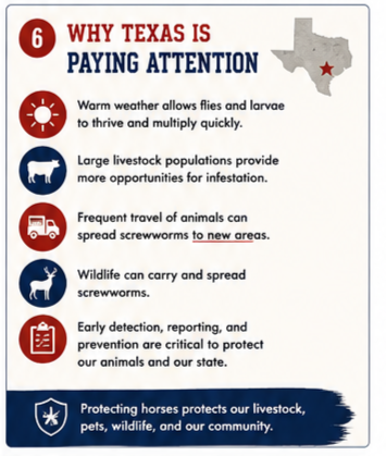 Infographic New World Screwworm Why Texas is Paying Attention