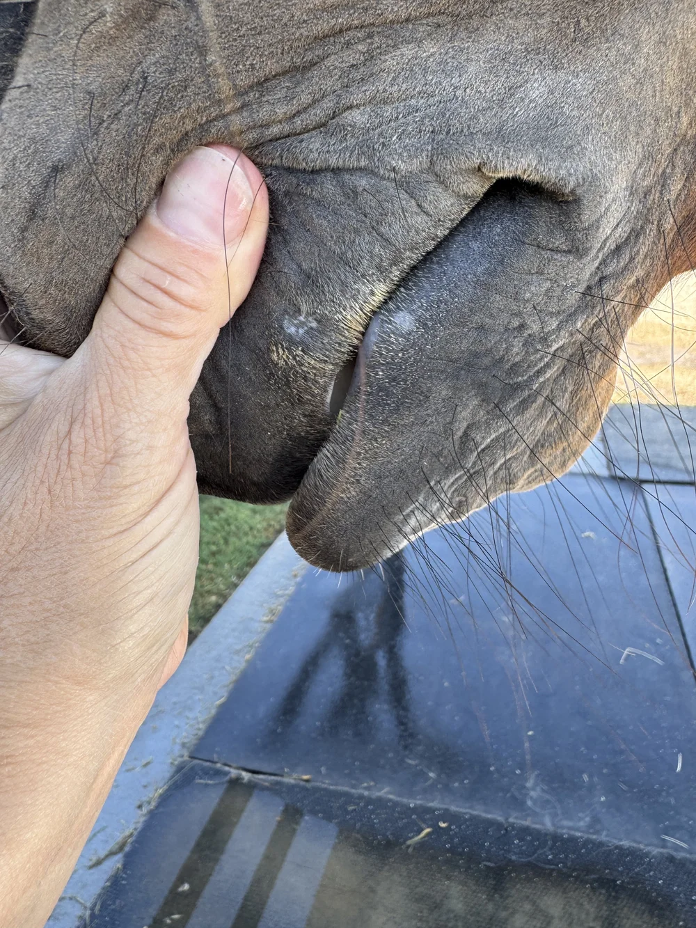 Almost healed summer sores (left side)