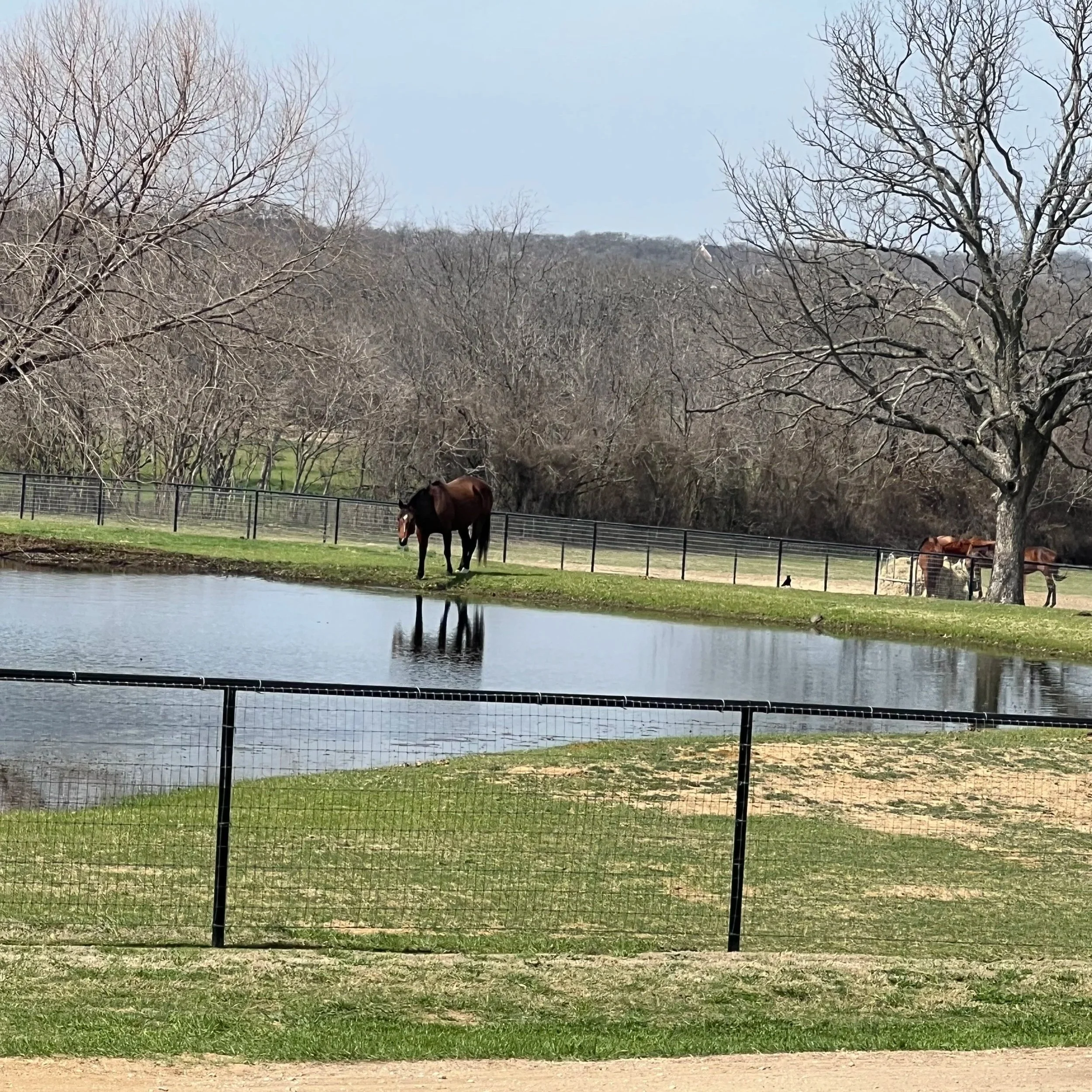 Brown horse in pasture drinking from a pond