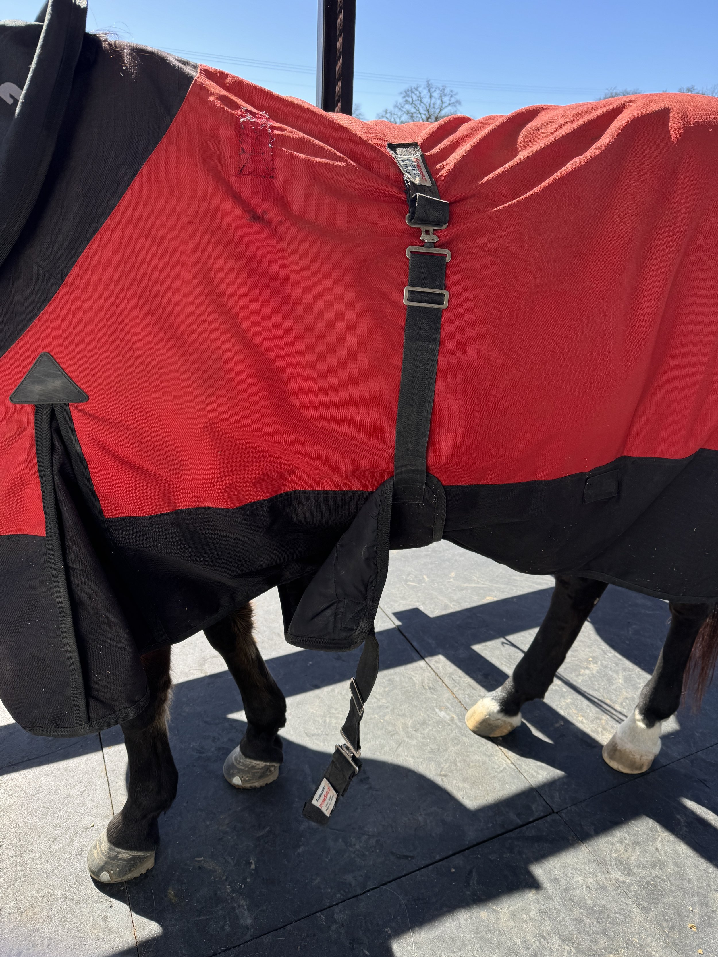 Red horse blanket with broken belly band