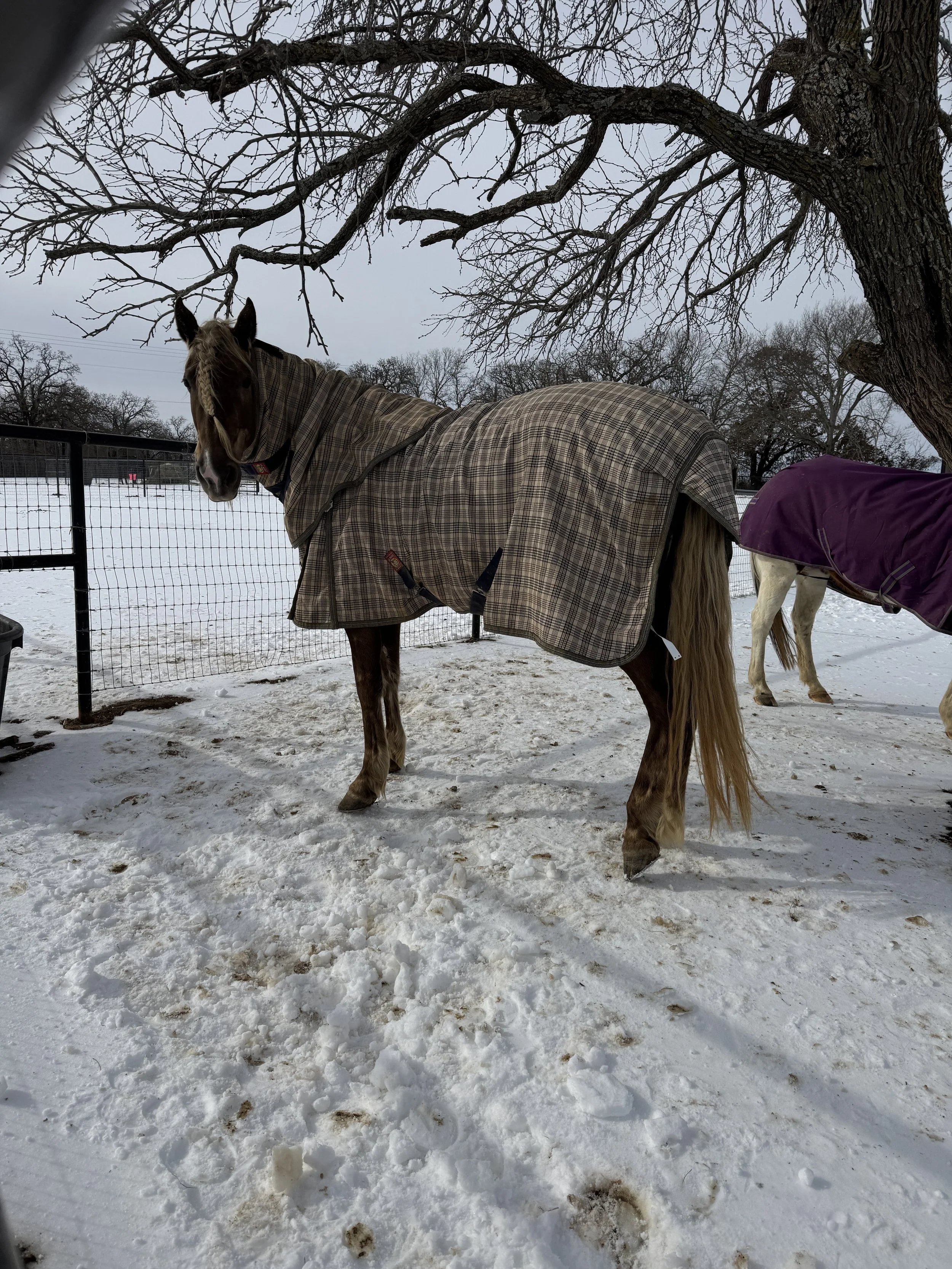  Judy, in her plaid blanket and signature forelock braid.  Always in her eyes. Always enviable. 