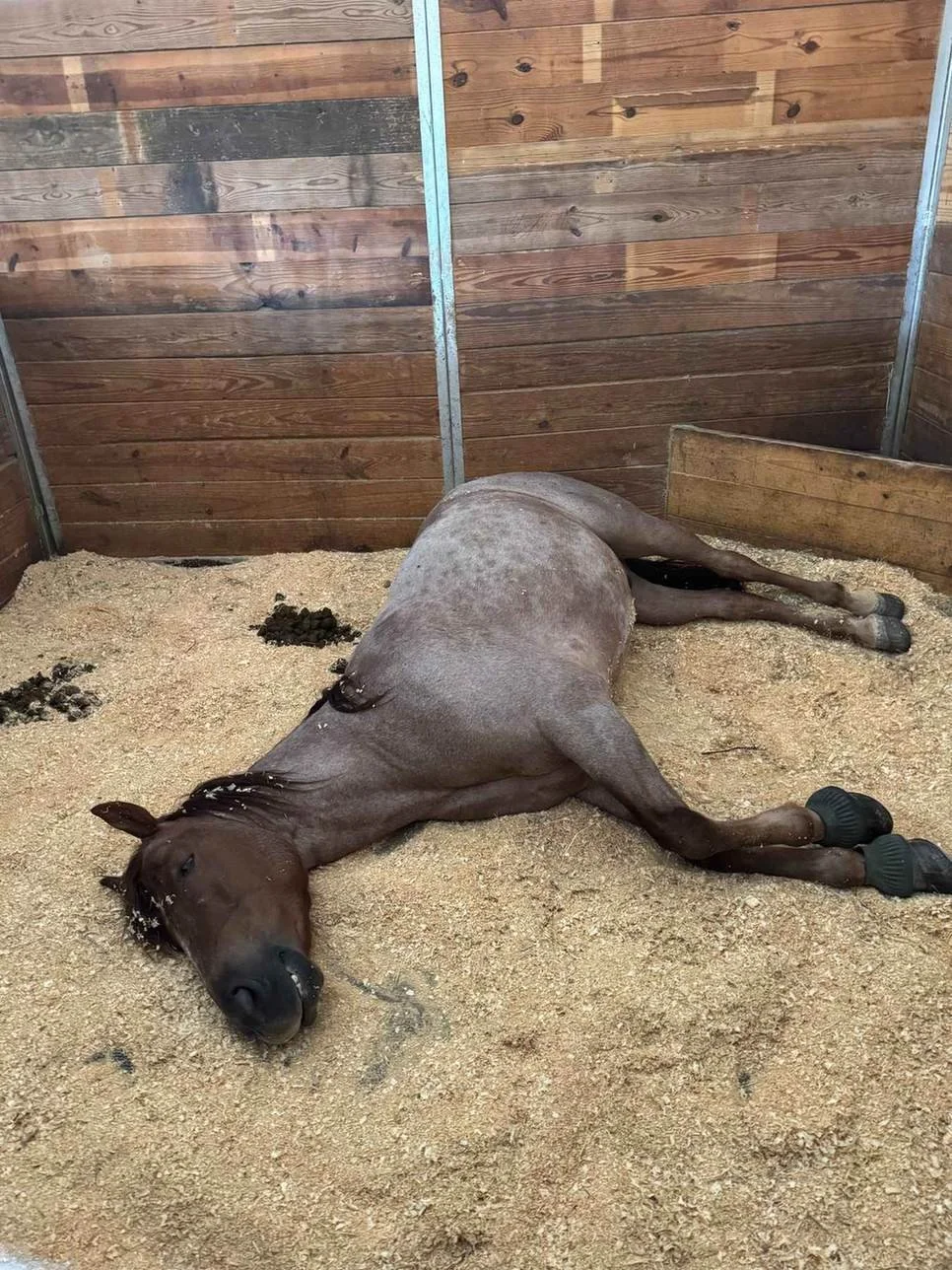 horse-sleeping-side-stall-rem-sleep