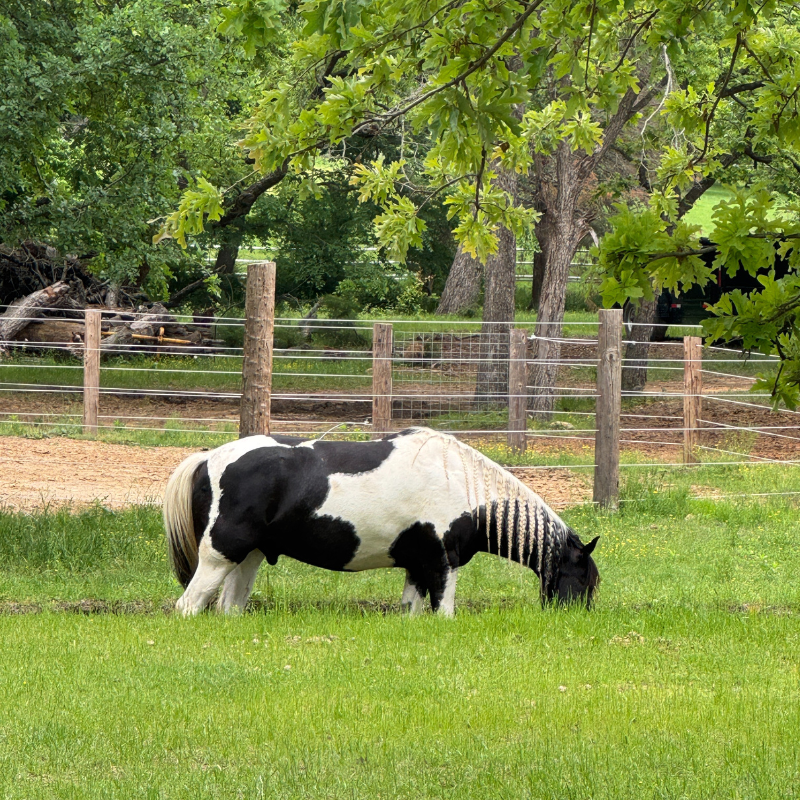 royce-paint-horse-gelding-grazing-in-pasture-stream-knee-deep.png