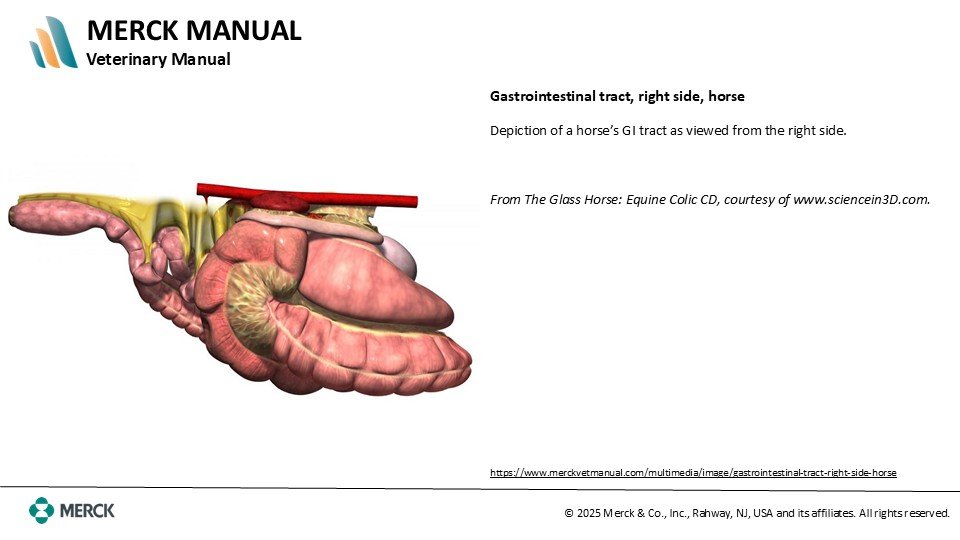 Gastrointestinal tract, right side, horse.jpg