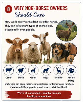Infographic New World Screwworm Why non-horse Owners Should Care