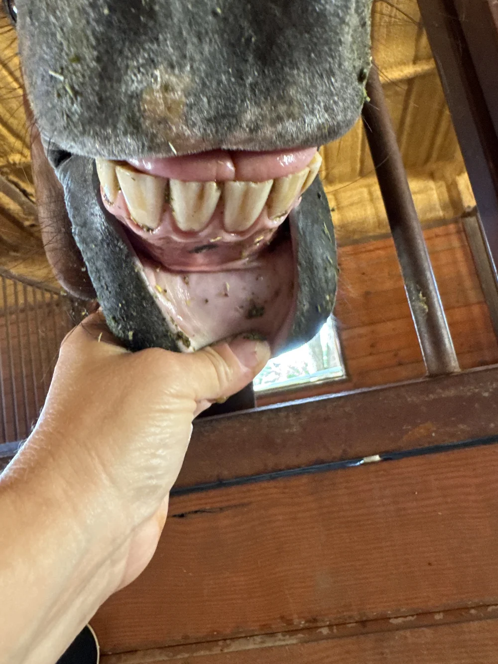 Bee's bottom gums mid-day Saturday.