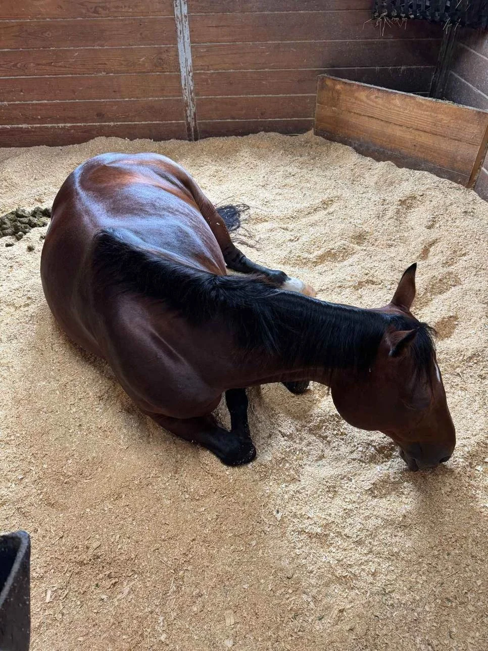 Bee rests on her chest with her legs folded underneath her in a deeply bedded stall, a horse sleeping position called sternal recumbency.
