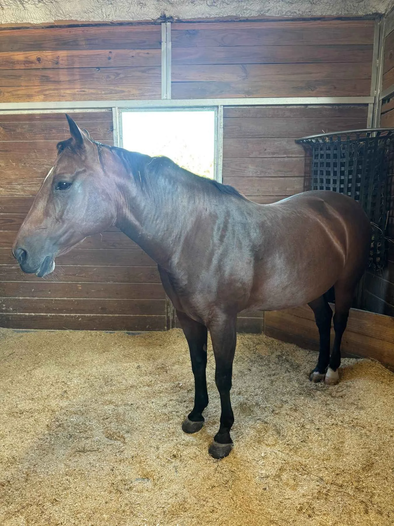 Bee stands quietly in her bedded stall near her hay feeder, showing how horses can rest and doze while remaining on their feet.