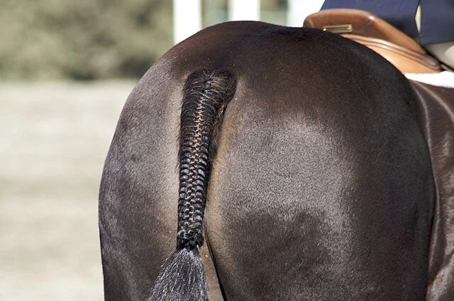 Horse hair braiding history, styles, and tips - a guide