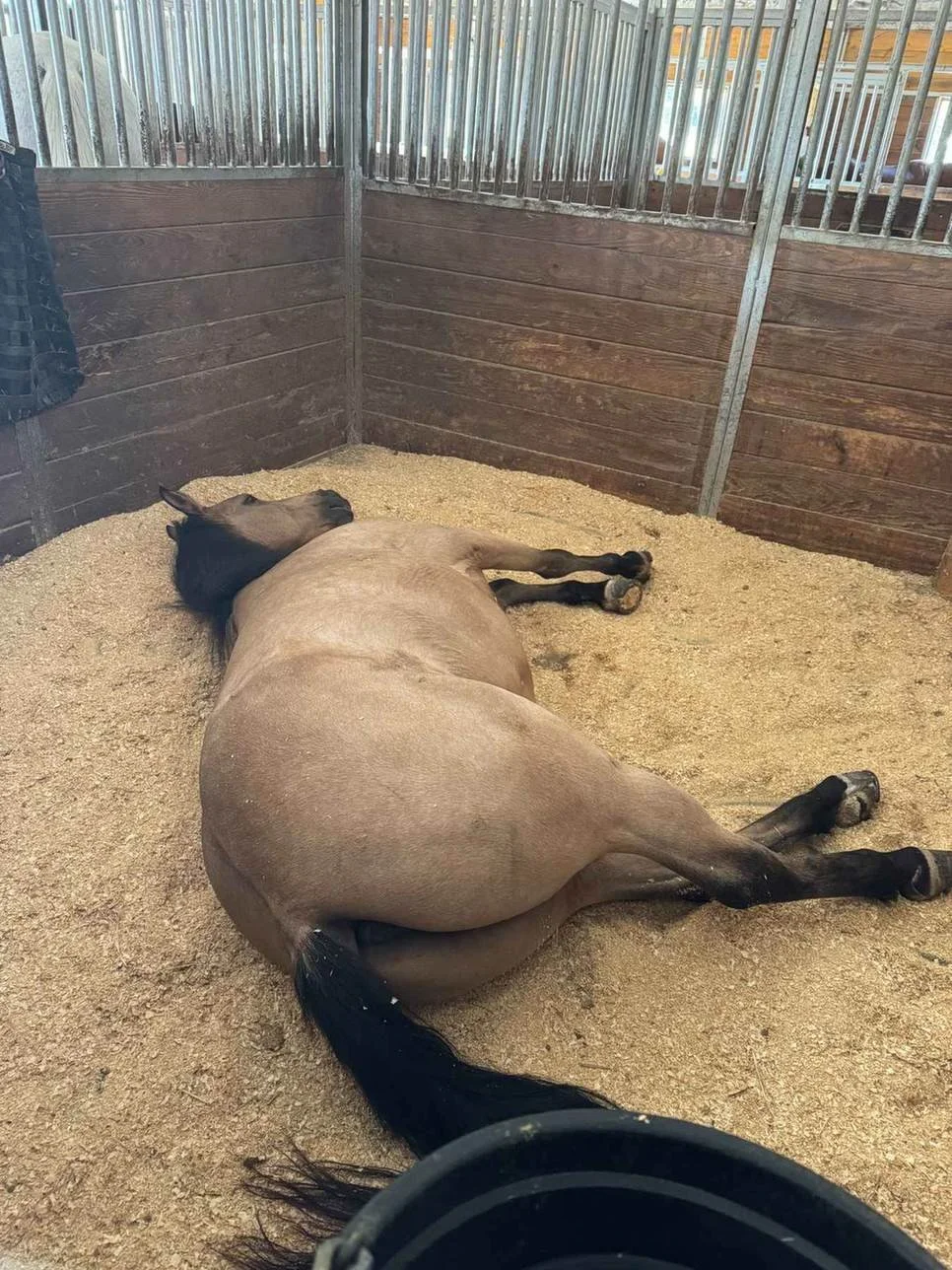 horse-sleeping-lateral-recumbency-stall