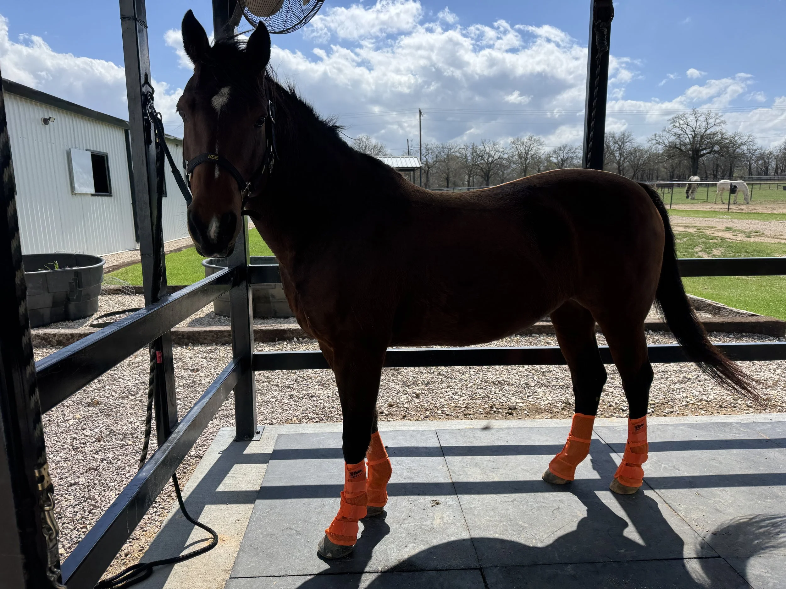 Pasture Fashion Week