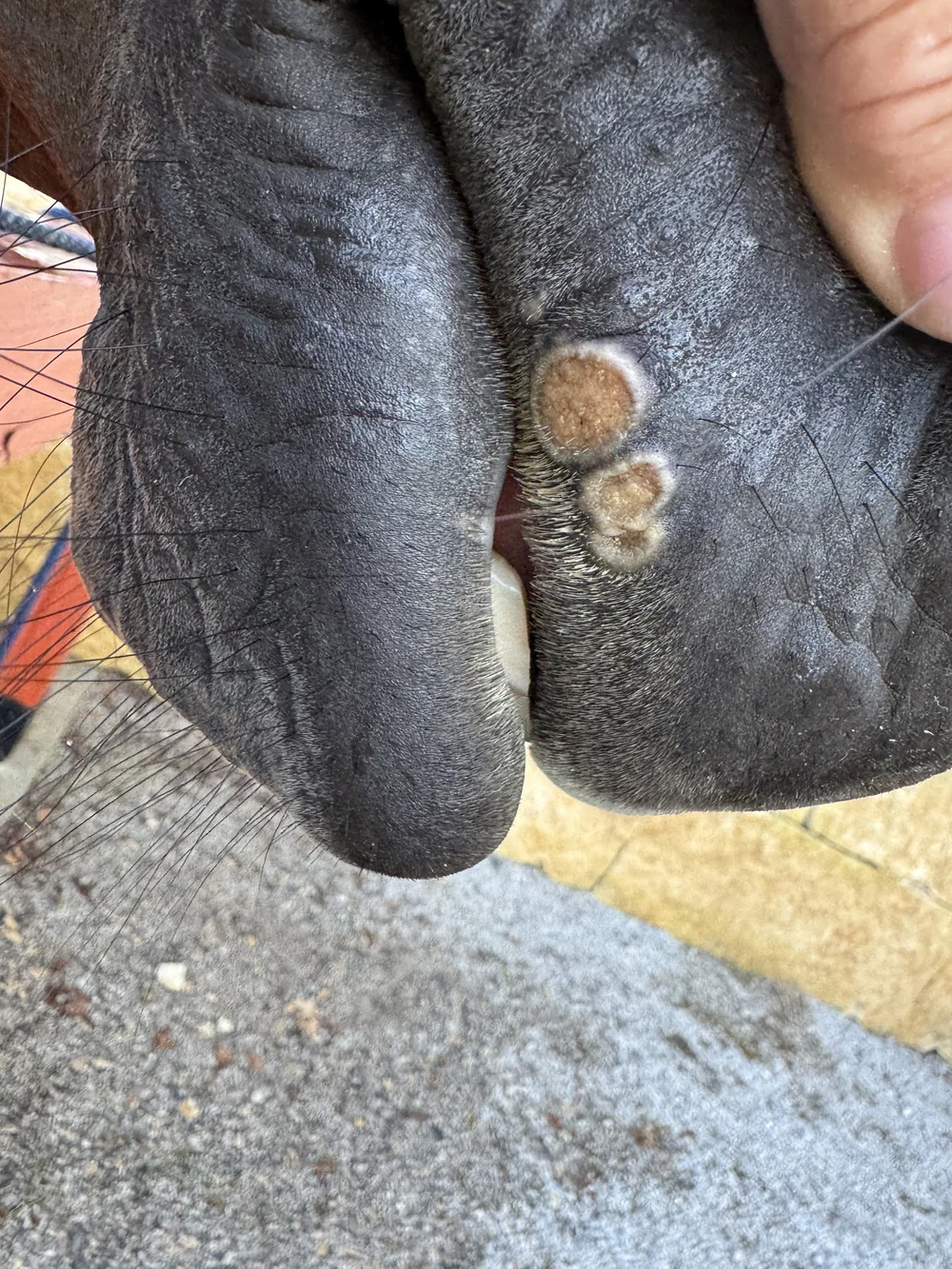 Original summer sores (right side)