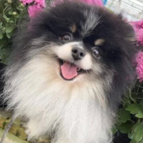 small-white-brown-fluffy-dog-panting.jpg