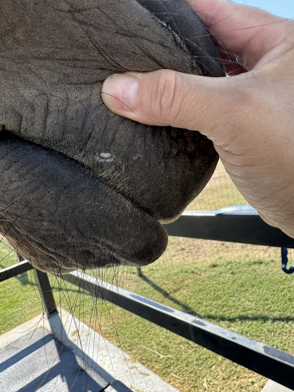 Almost healed summer sores (right side)