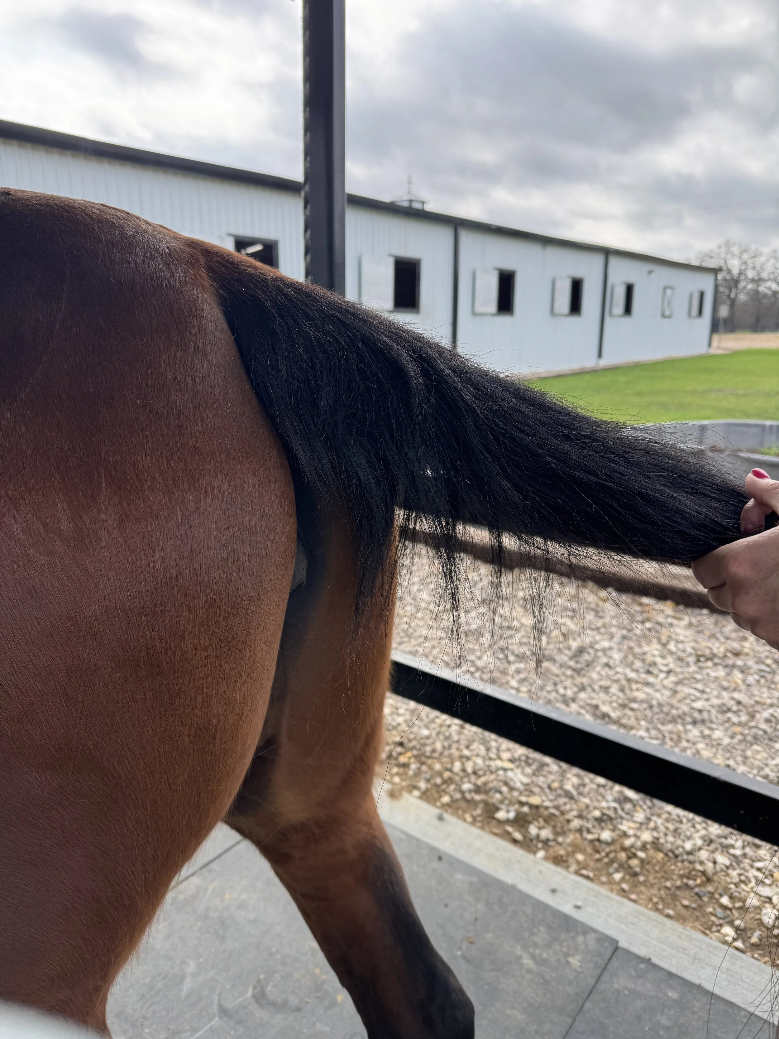 Horse Pilates in Progress